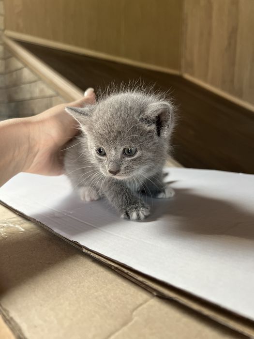 Віддам кошенят (2  дівчинки 1 хлопчик)