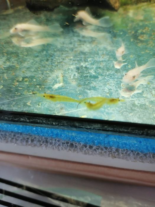 Krewetki yellow żółta