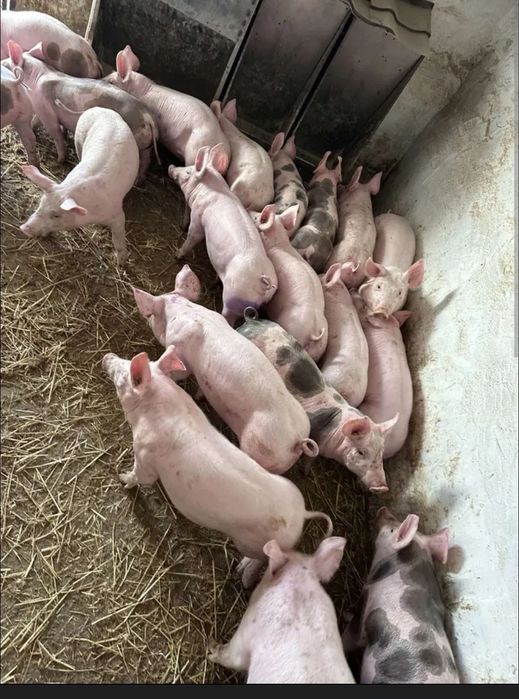 Продамо поросят 3-х породок