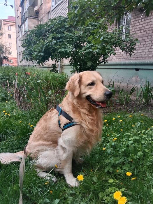 Золотистый ретривер кобель. Вязка 100гр