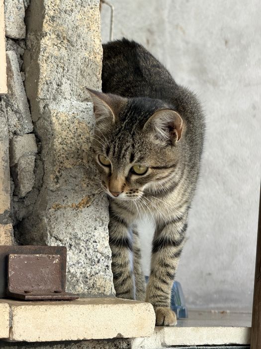gatas para adocao