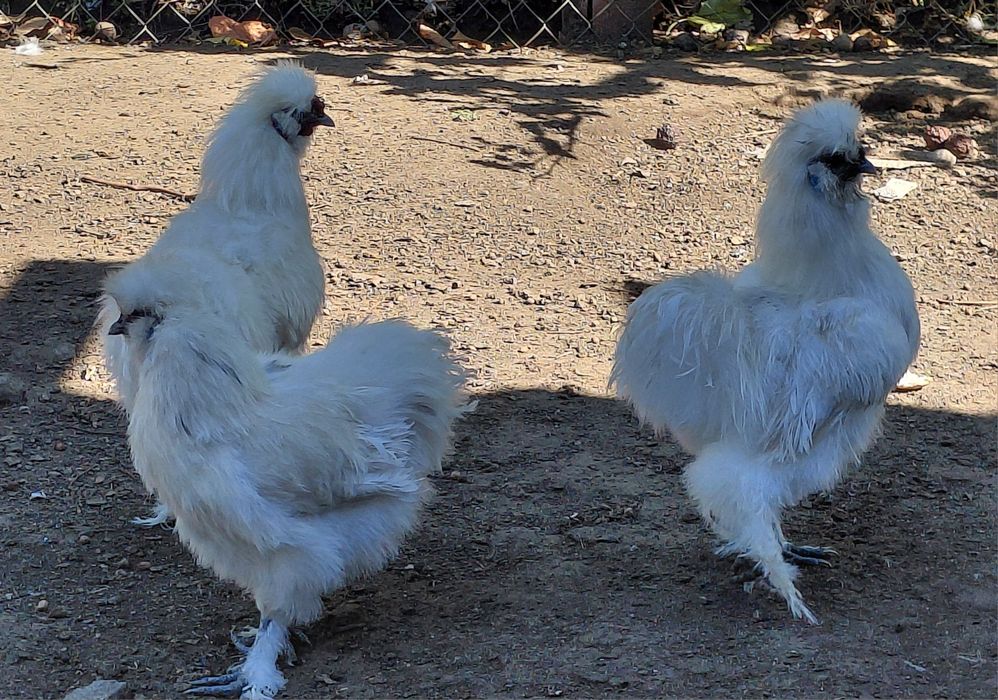 Китайская шёлковая петушки