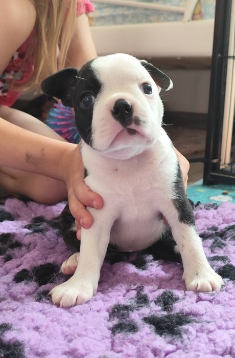 Boston Terrier FCI wyjątkowa dziewczynka