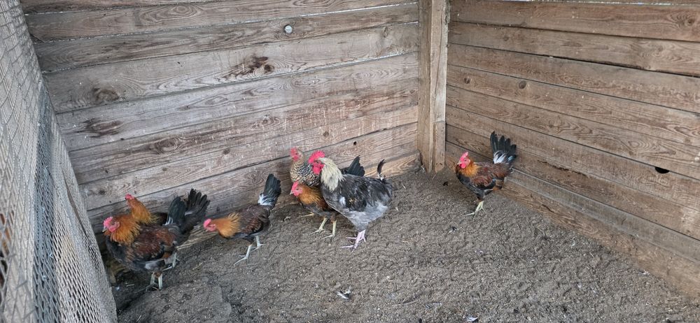 Koguty zielononozki i marans