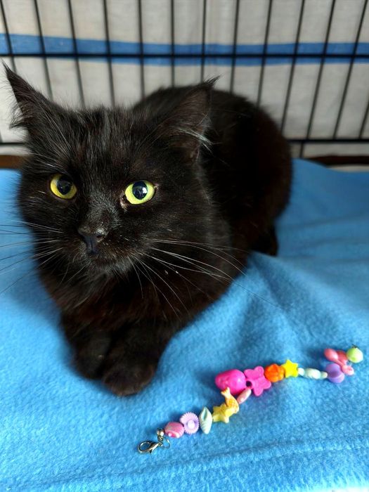 Терміново! Дуже маленька кішечка!