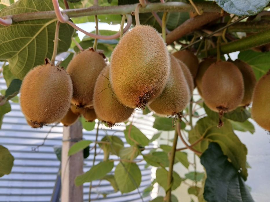 Kiwis verde de qualidade