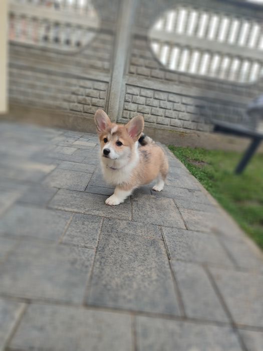 Цуценя Коргі дівчатка з довгим хвостиком, 35.000 грн