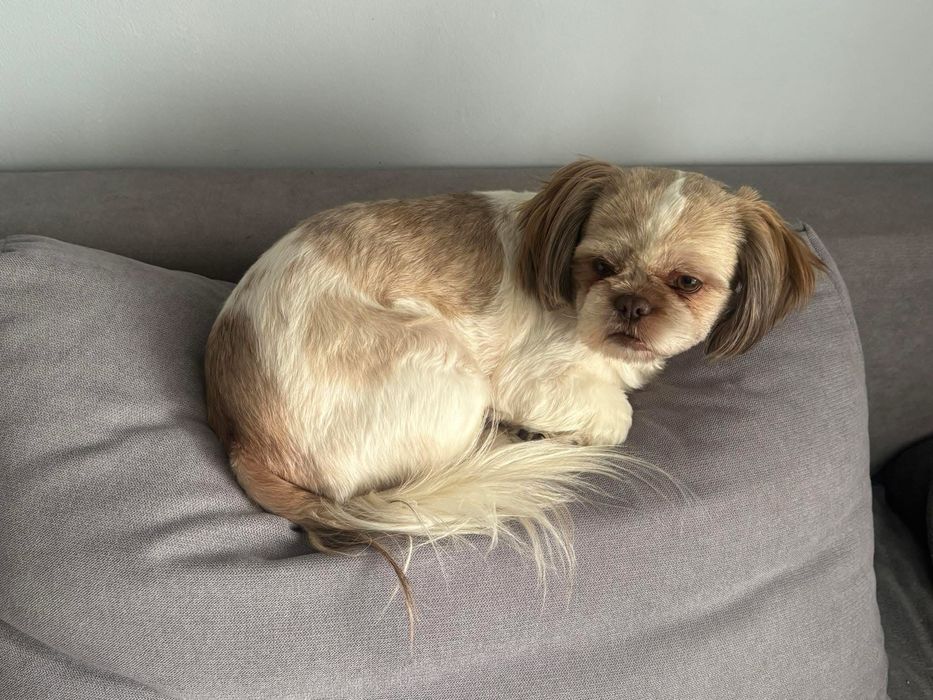 Zaginęła suczka rasy shih tzu NAGRODA DLA ZNALAZCY!!!