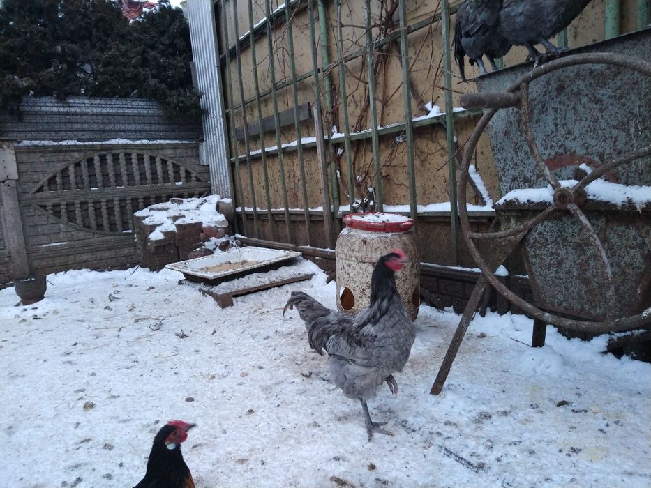 Sprzedam młode koguty i kury