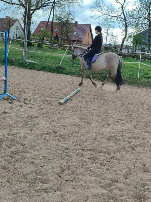 Klacz konik polski 4 lata