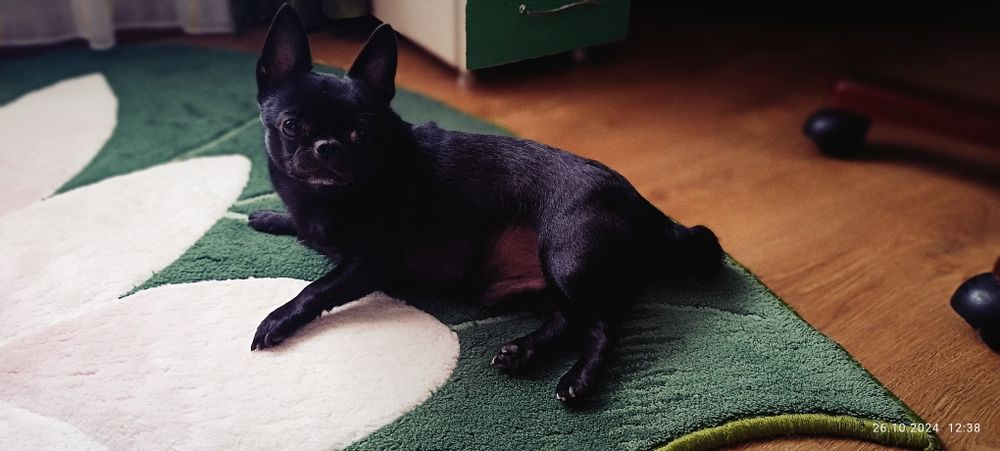 Вязка Чихуахуа кабель 4 года