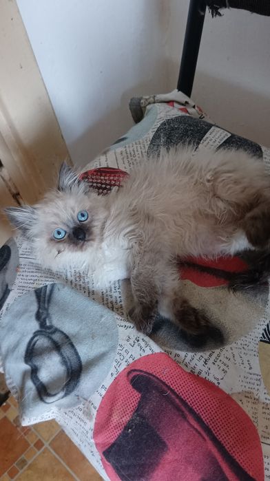 Невська маскарадна хлопчик 2 міс