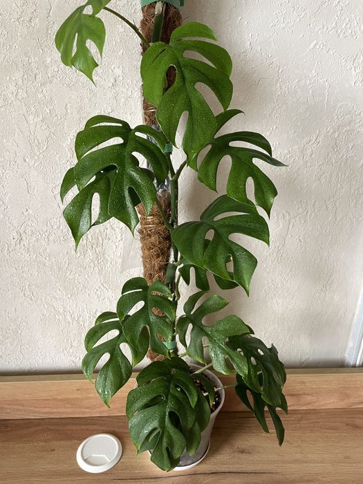 Монстера мініма