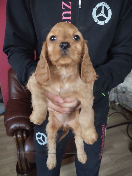 Продам цуценят Спаніельчиків