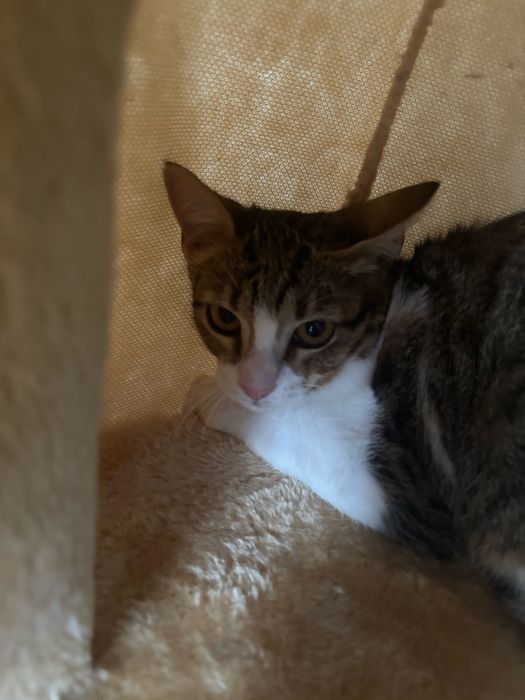 Gatinhos bebes para adoção