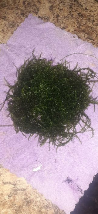 Мох рождествинік