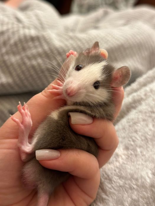 Крыски уже нашли свой дом