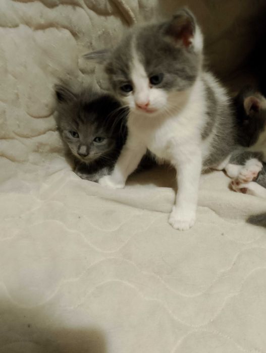 Віддам кошенят в добрі руки