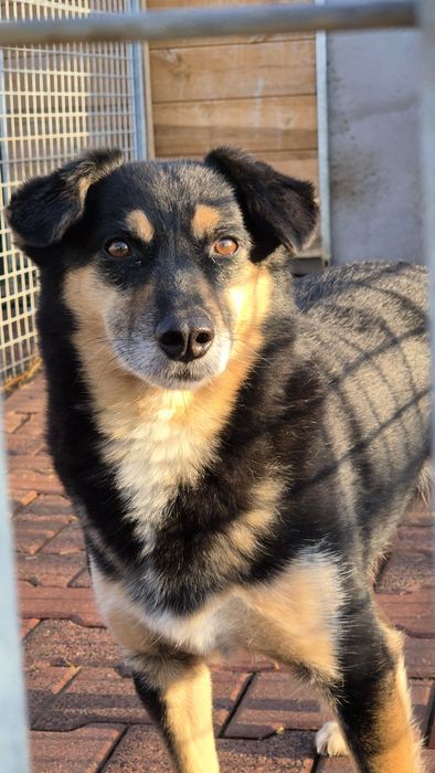 DAFI potrzebuje POMOCY !