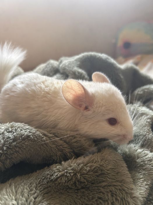 Chinchila Branca