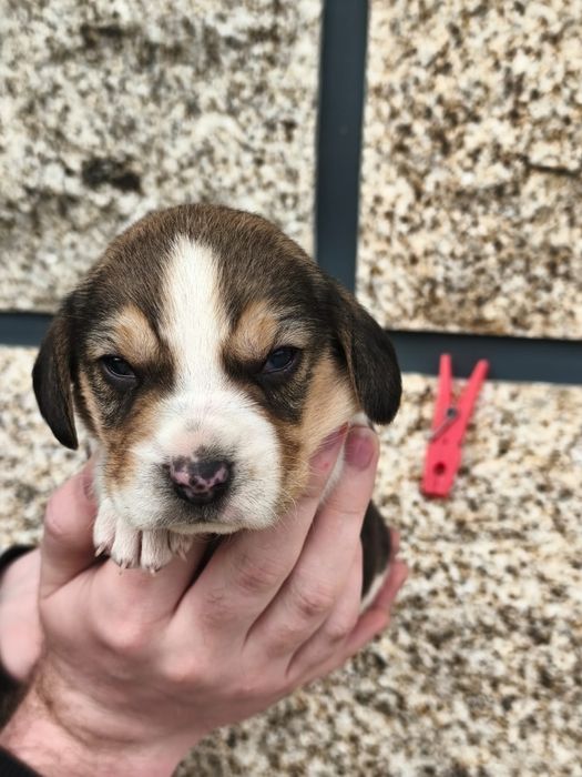 Arrendamento de quarto