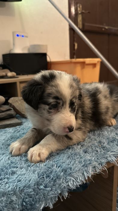 Border collie merle