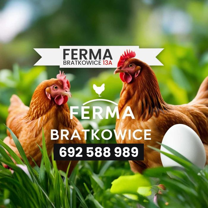 KURY NIOSKI, kokoszki, kurczęta, kury na jajka, FERMA BRATKOWICE