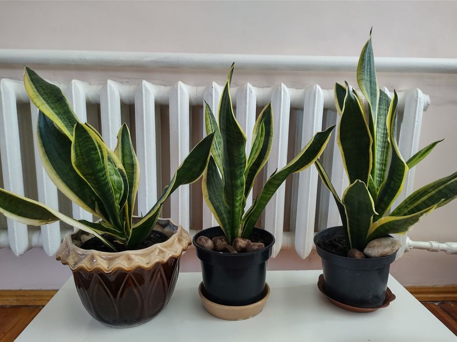 Продам квіти кімнатні