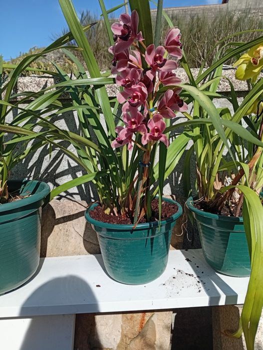 Vendo vasos de orquídeas