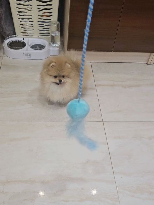 Mini Miś pomeranian 2mc  do rezerwacji