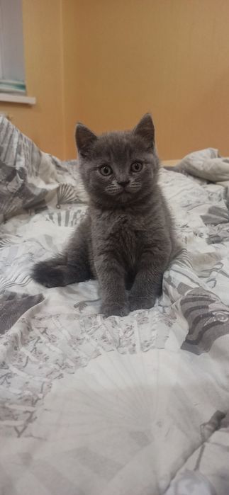 Грайливі кошенята,чекають люблячої сім'ї.  Шотландські котики Scotti