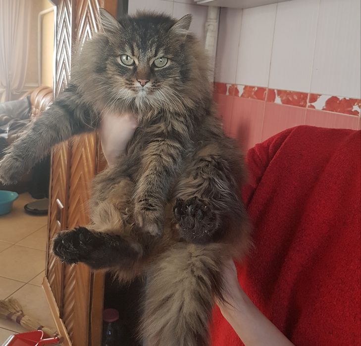 Кішка  безкоштовно