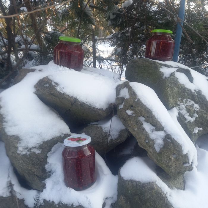 Лимонник китайский.ягода .