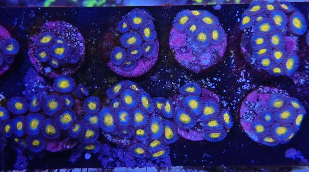 WWC AOI Zoanthus, Corais de Água Salgada