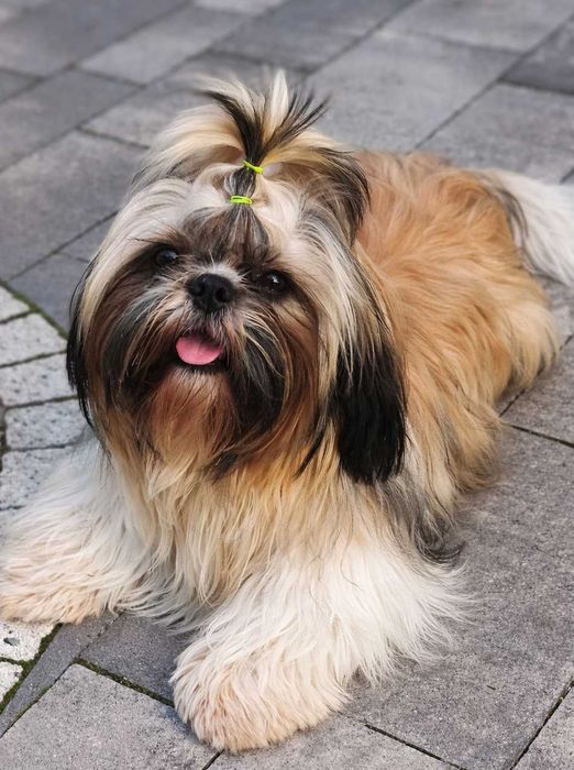 Śliczna suczka shih tzu  UCI