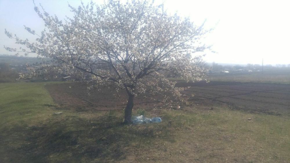 Земельна ділянка в селі Бережинка
