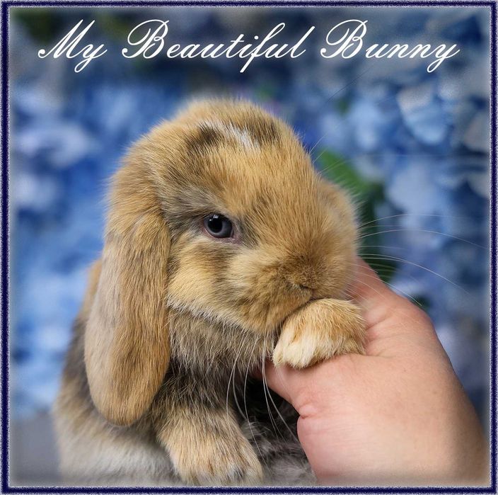 Młody Krolik Mini Lop - Harlequin