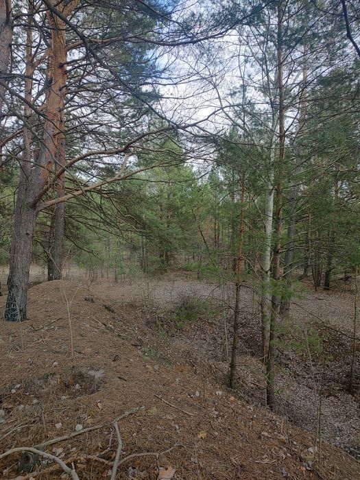 Продам 3,5 ГА в Рожнах, забудова, ліс.