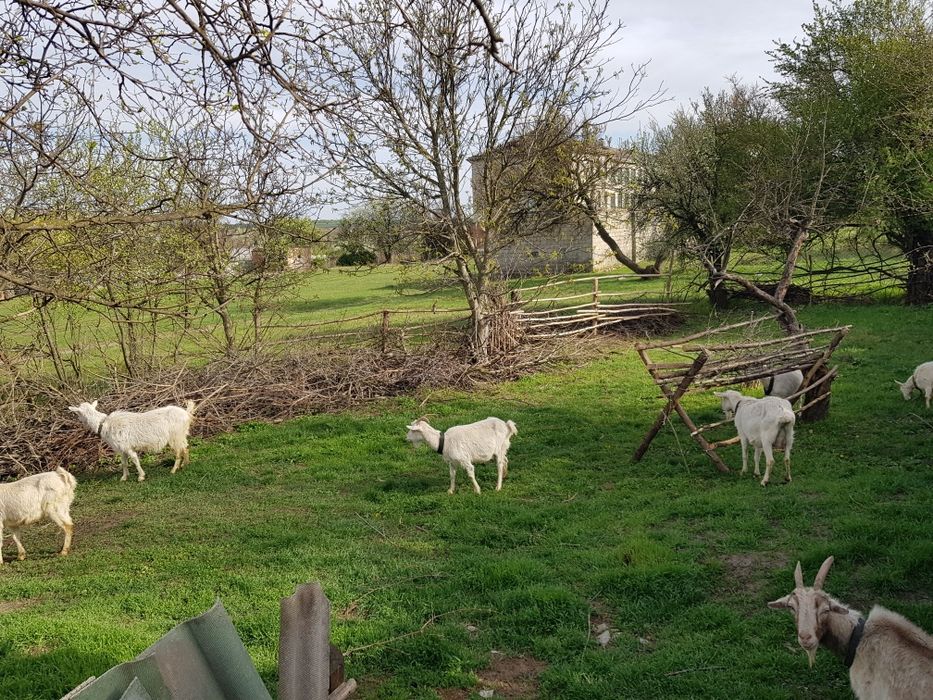 Продаются козы зааненской породы