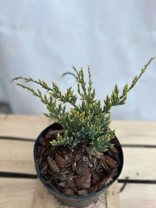 jałowiec łuskowaty DREAM JOY doniczka 2L rozchylający PIĘKNY