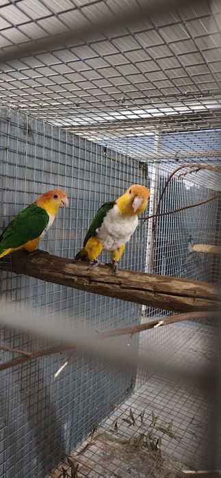 Casal Marianinhas canela