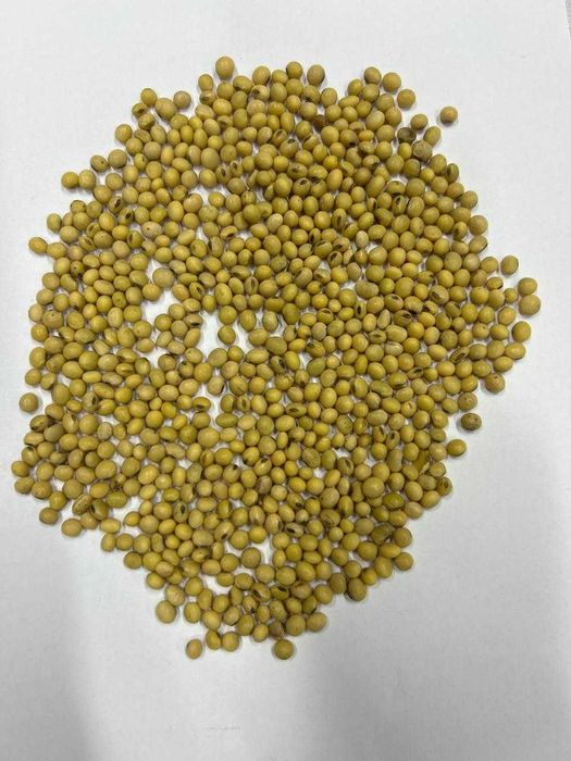 Продам посівний матеріал сої, Насіння сої, Соя під посів.