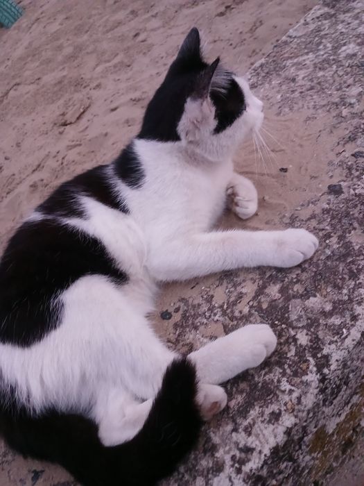 Котик хлопчик 6-7 міс невеличкий