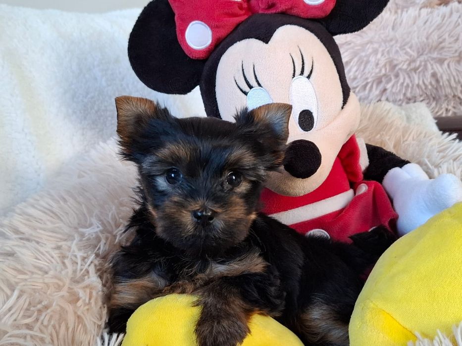 Yorkshire Terrier śliczna suczka
