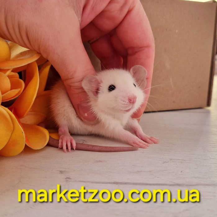 Мальчик Дамбо, окрас сиамский черноглазый крысы, крыса, крыска