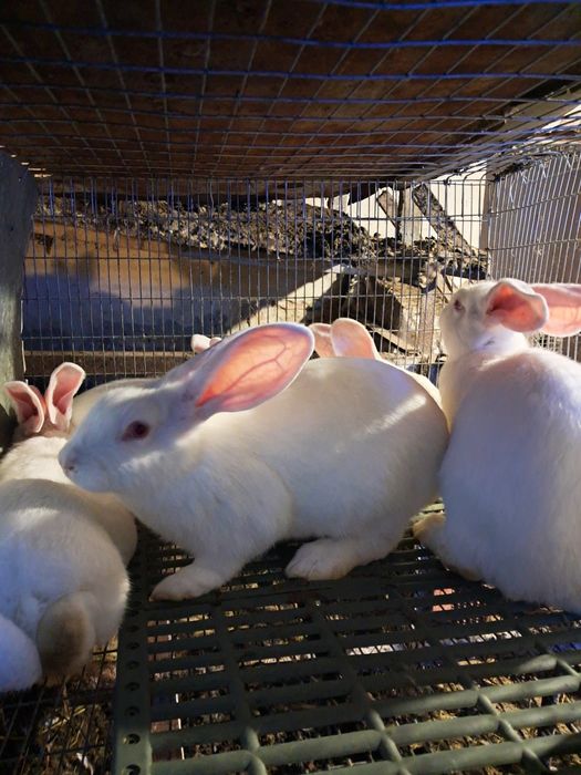 Термонська біла. Чиста лінія. Провакциновані та пропоєні.