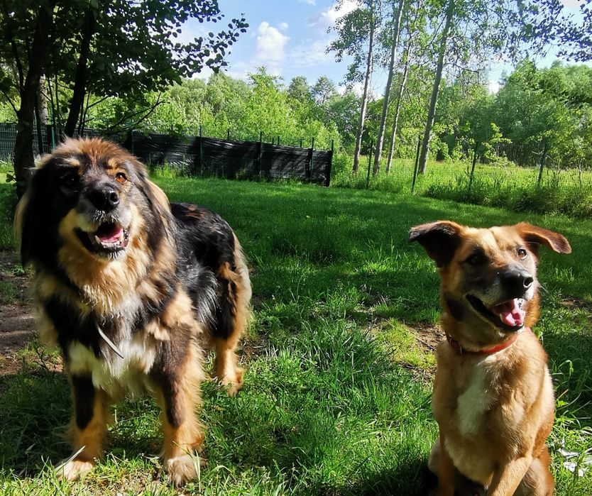 Luna-czeka na dom..