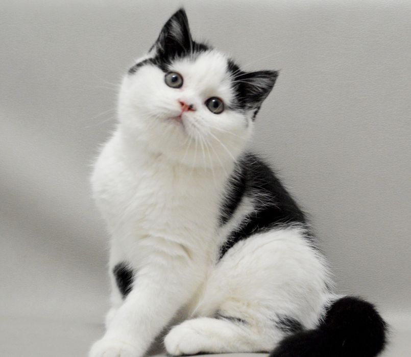 Шикарний шотландський прямовухий хлопчик з відмінним родовідом