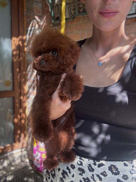 Дівчинка той пудель китай