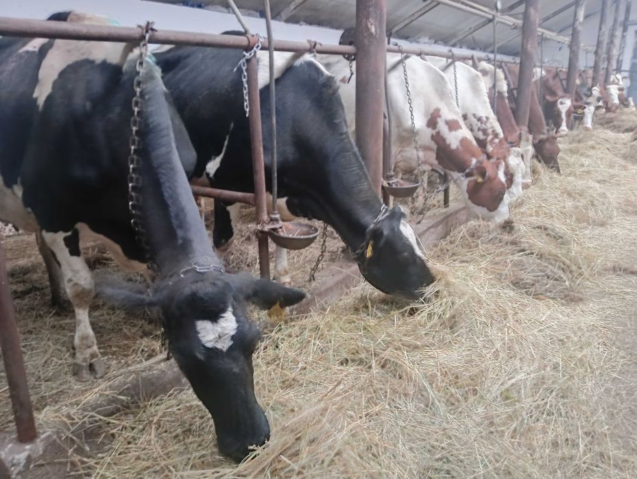 Krowy mleczne jałówki cielne nowa dostawa